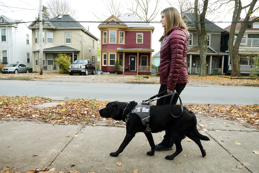 A handler with their CNIB Guide Dog walks down the sidewalk in harness.