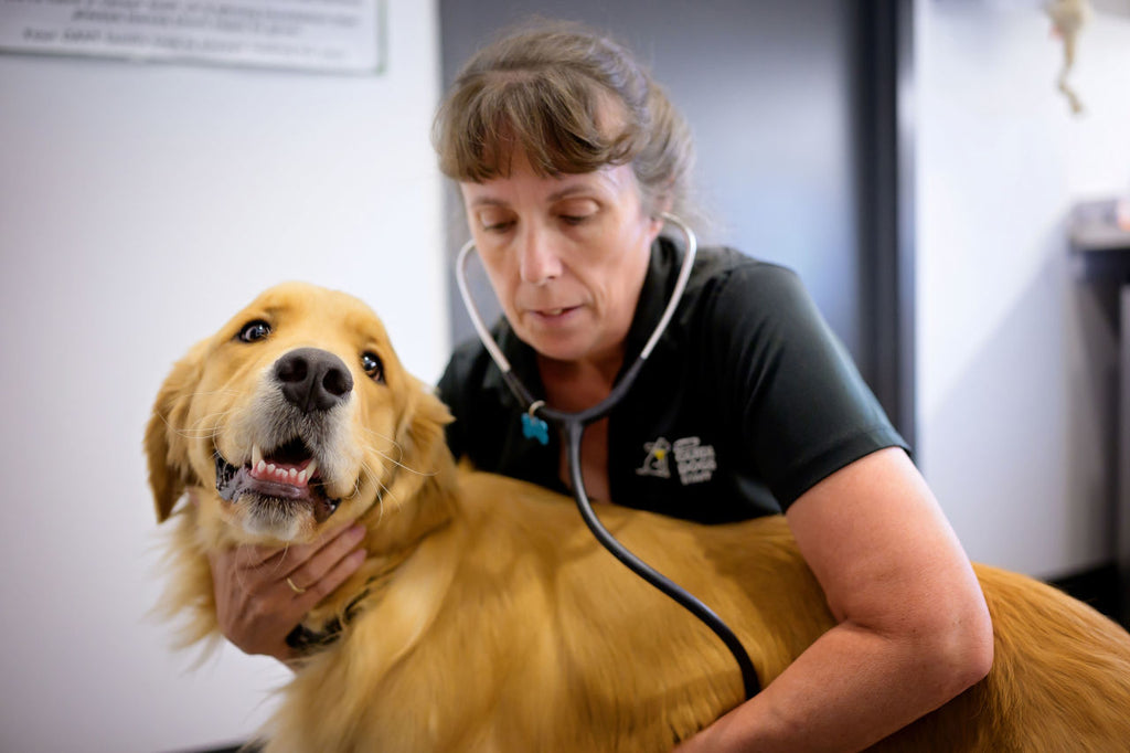 A staff member using a stethoscope to listen to a dog's heartbeat