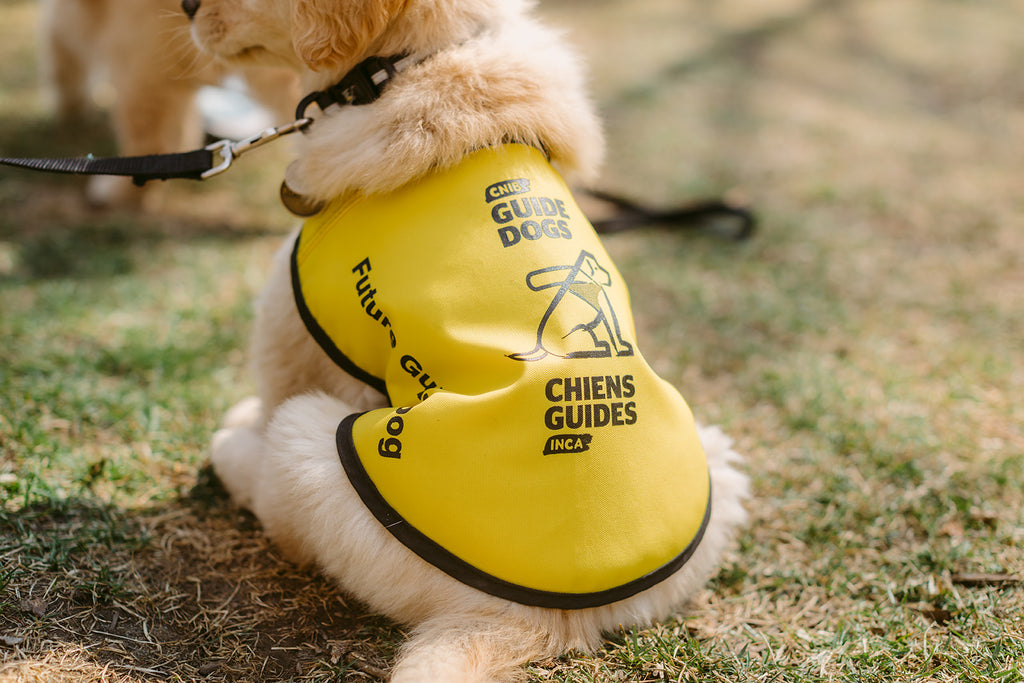 The back of a young golden retriever puppy wearing a CNIB Future Guide Dog vest.