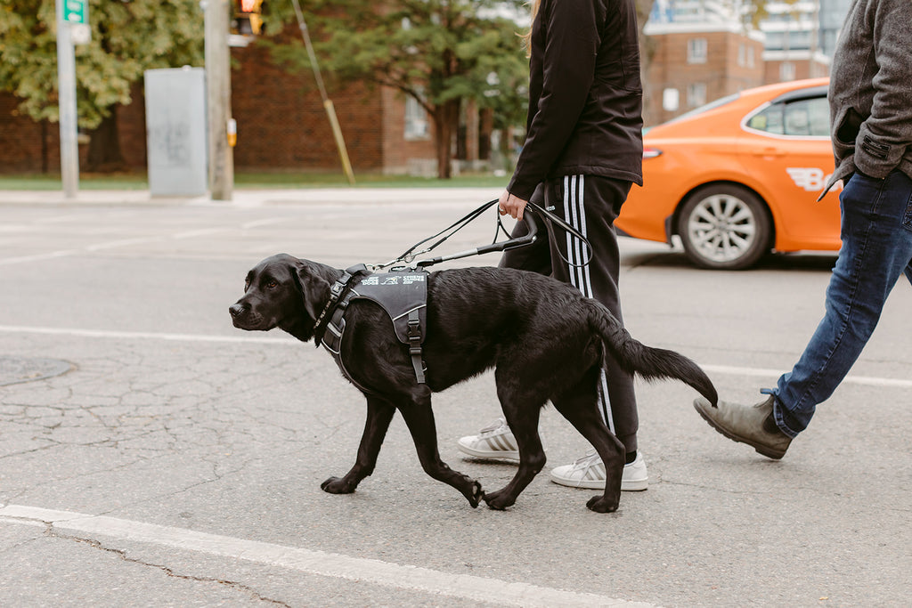 A guide dog team crossing the street with a trainer walking behind.