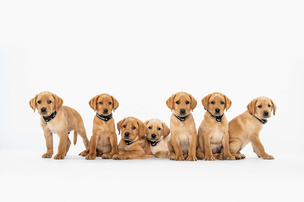 A litter of red Labrador retrievers wearing CNIB Guide Dogs collars