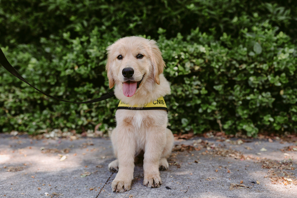 A fluffy golden retriever puppy sits wearing their future guide dog vest