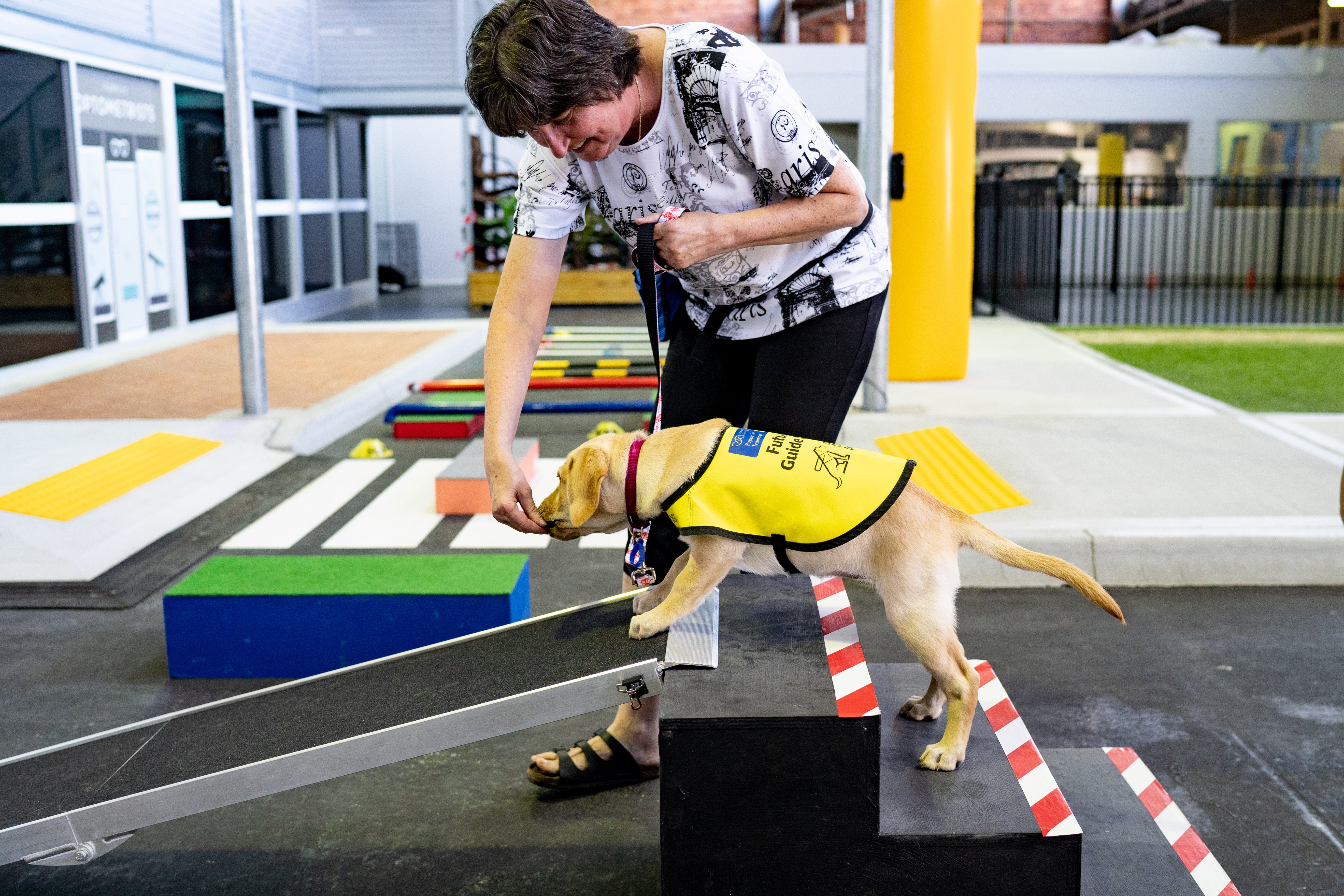 A volunteer Puppy Raiser gives a treat to a future guide dog walking over an obstacle at a training center in Australia.