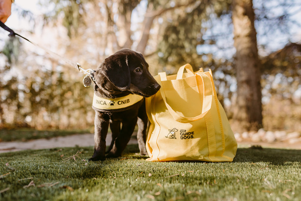 A future guide dog sniffs a yellow tote bag containing a puppy pack.
