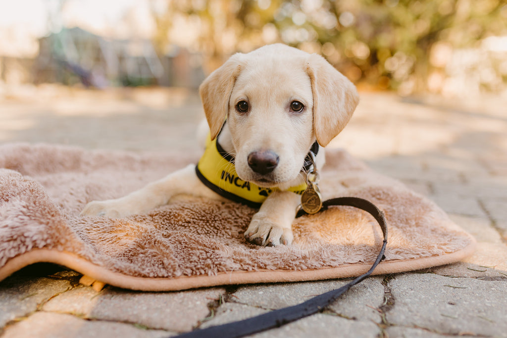 A yellow Labrador puppy wearing their future guide dog vest lays on their fleece dog bed.