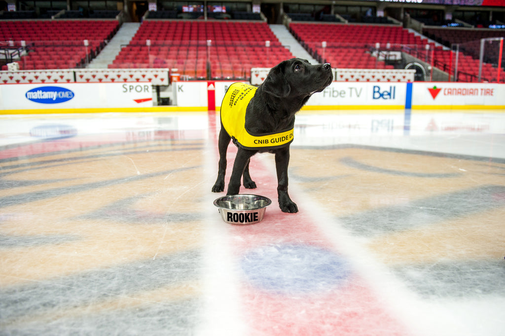 Future guide dog, Rookie, stands in front of his dog bowl wearing his CNIB future guide dog vest at center ice.
