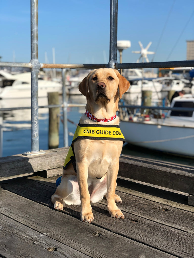 A yellow Labrador retriever sits in their future guide dog vest on the waterfront with boats in the background. 