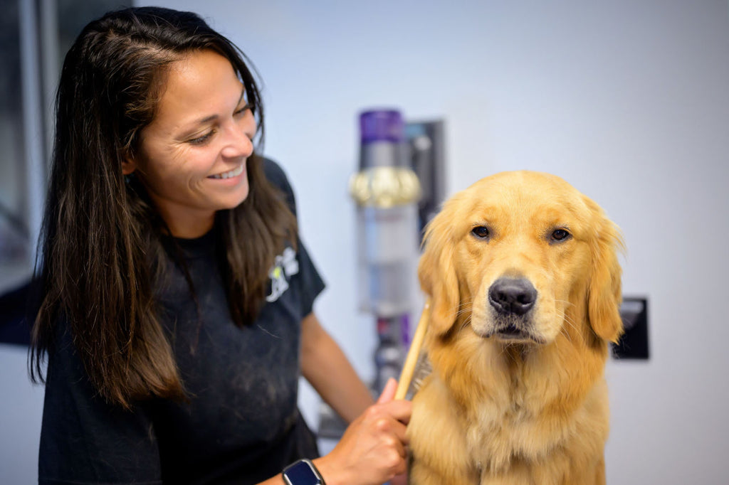 A golden retriever being groomed by a smiling staff member
