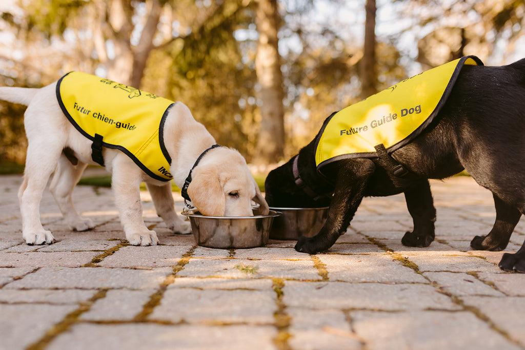 Two puppies wearing future guide dog vests eating out of dog bowls.