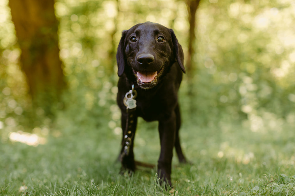 A smiling black Labrador retriever stands in the grass with trees in the background.
