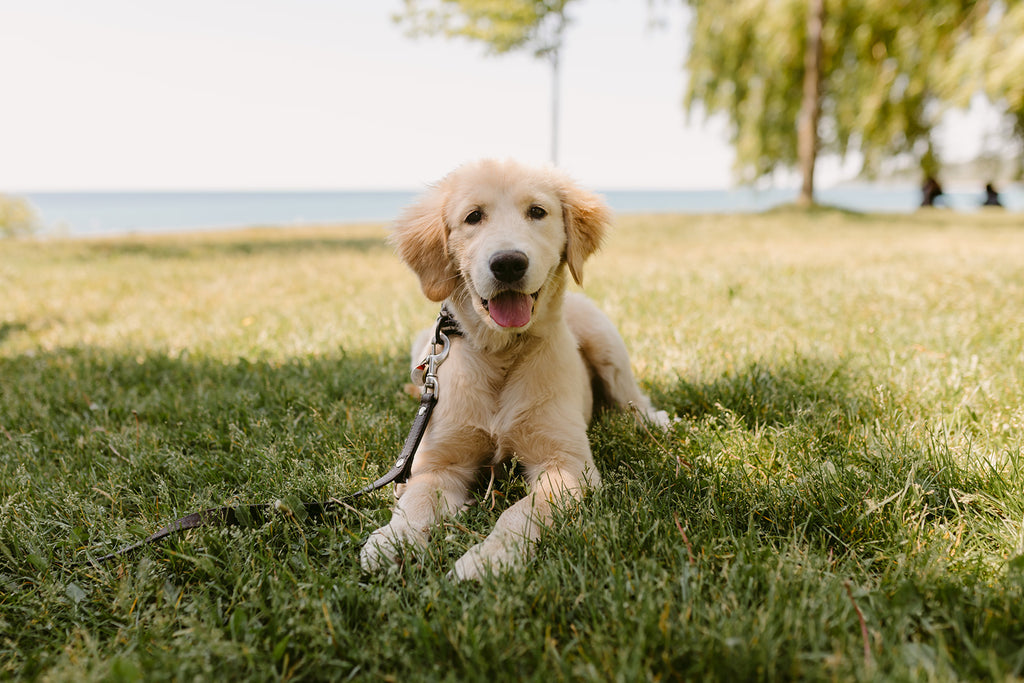 A smiling future guide dog golden retriever puppy lays in the grass. 