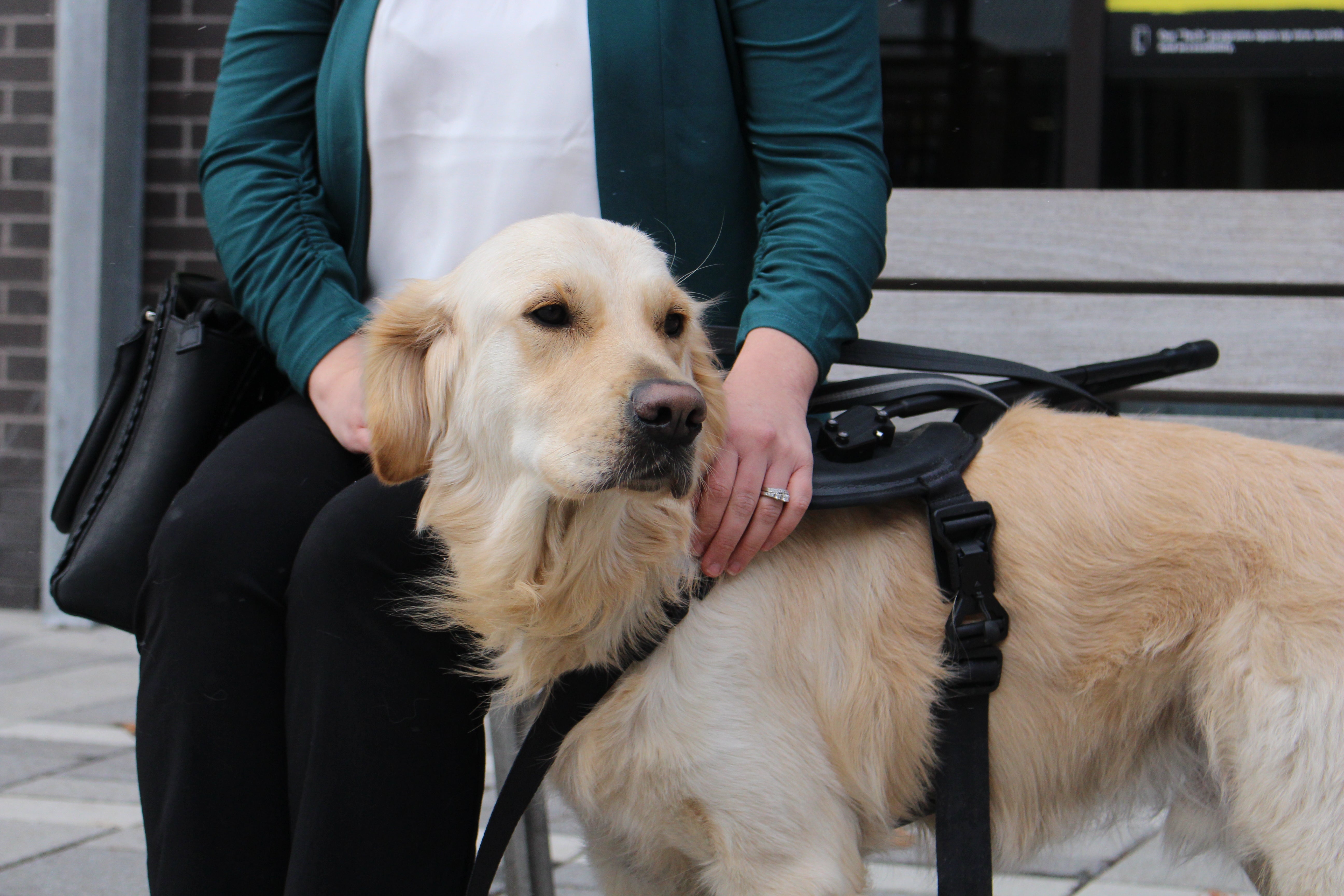 CNIB Guide Dog Handler Pack – CNIB Brighter Gifts