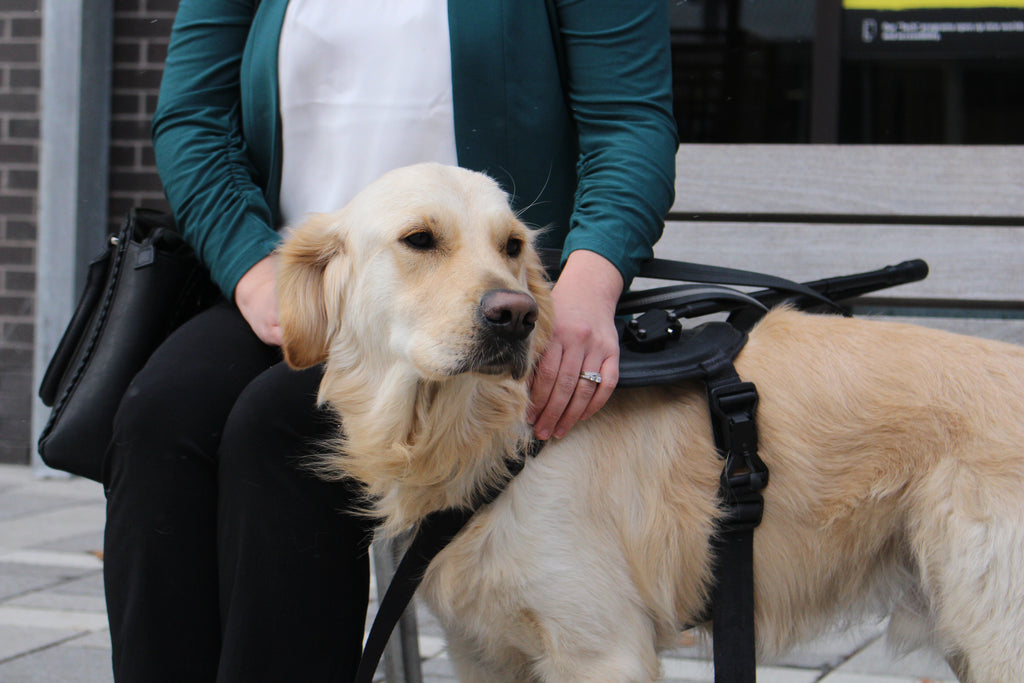 A golden retriever wearing a harness stands next to their seated handler.