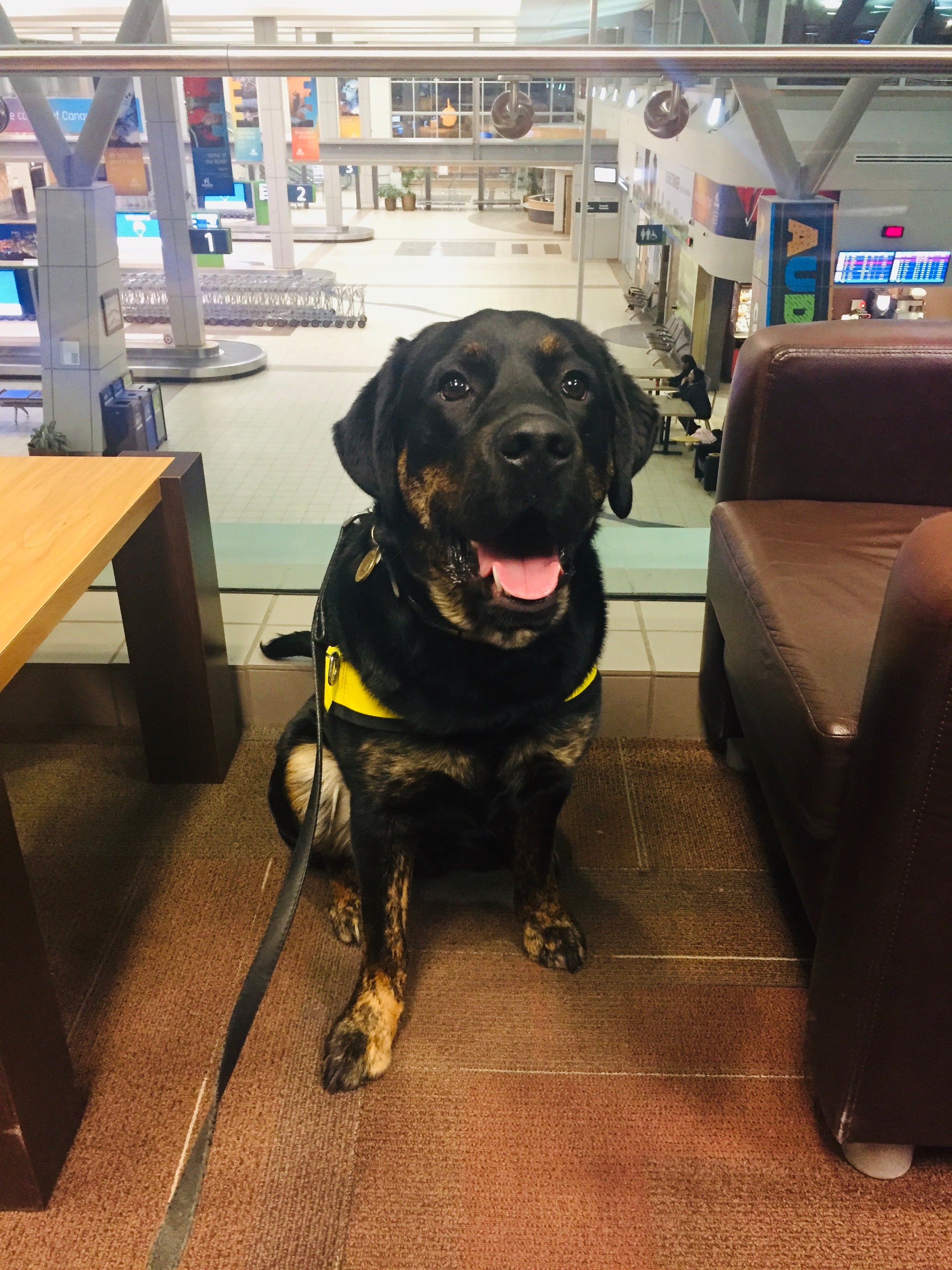A CNIB future guide dog sitting in an airport lounge.